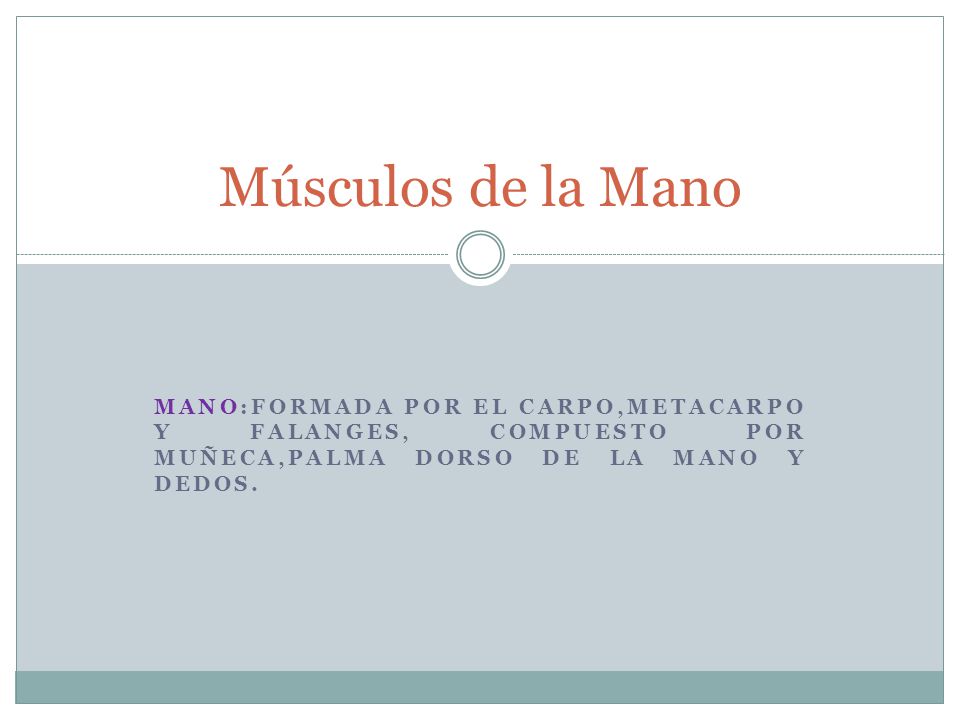 Músculos de la Mano MANO:FORMADA POR EL CARPO,METACARPO Y FALANGES, COMPUESTO POR MUñECA,PALMA DORSO DE LA MANO Y DEDOS.
