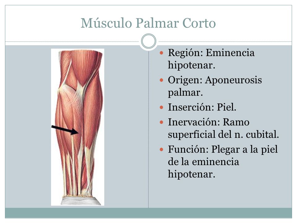 Músculo Palmar Corto Región: Eminencia hipotenar.