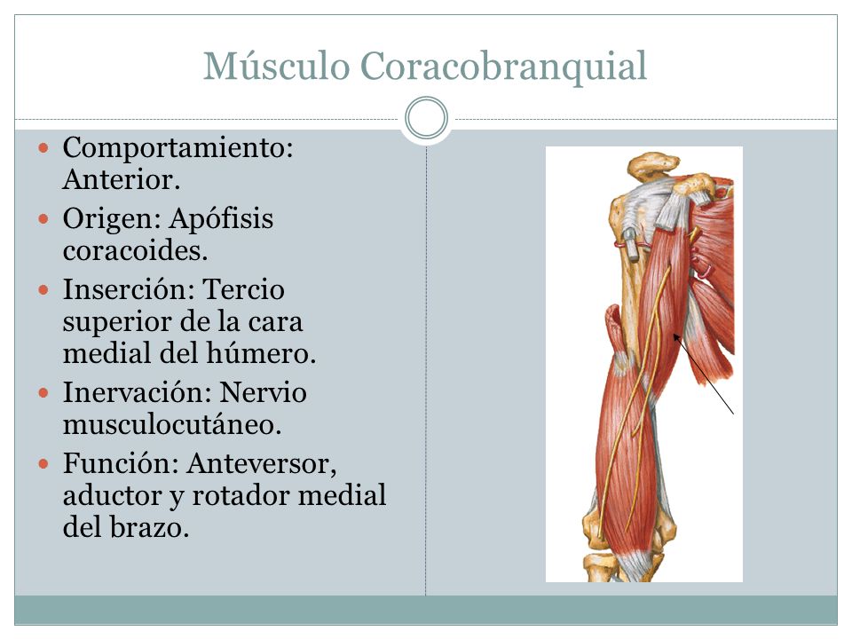 Músculo Coracobranquial