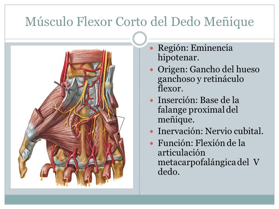 Músculo Flexor Corto del Dedo Meñique