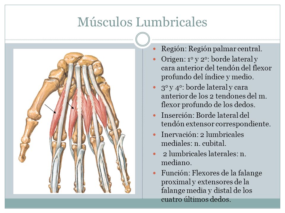 Músculos Lumbricales Región: Región palmar central.