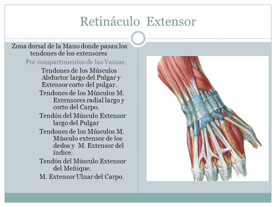 Retináculo Extensor Zona dorsal de la Mano donde pasan los tendones de los extensores. Por compartimentos de las Vainas: