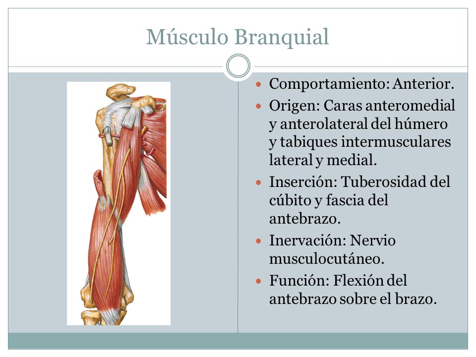 Músculo Branquial Comportamiento: Anterior.
