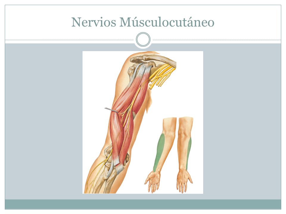 Nervios Músculocutáneo