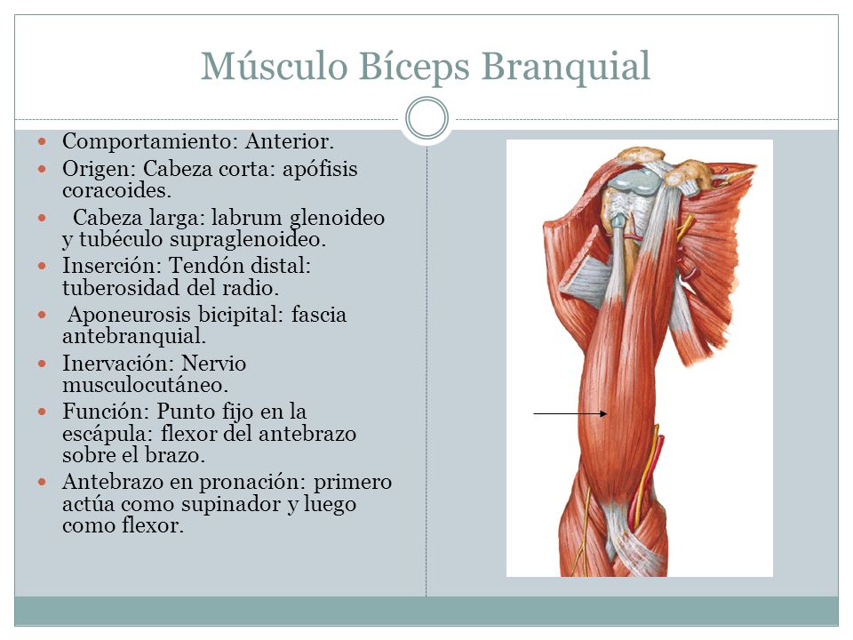 Músculo Bíceps Branquial