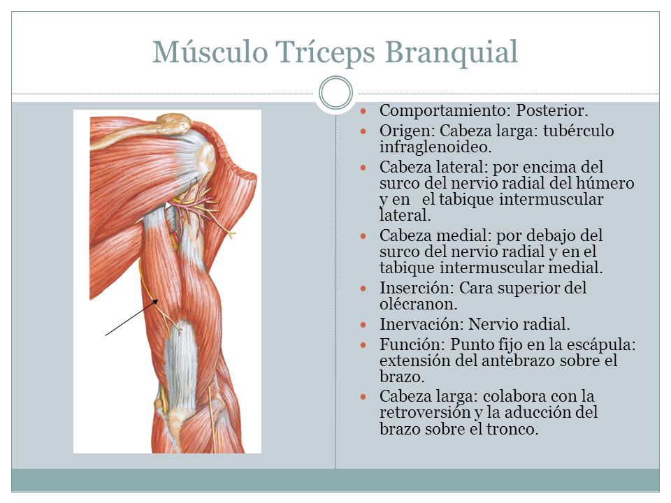 Músculo Tríceps Branquial