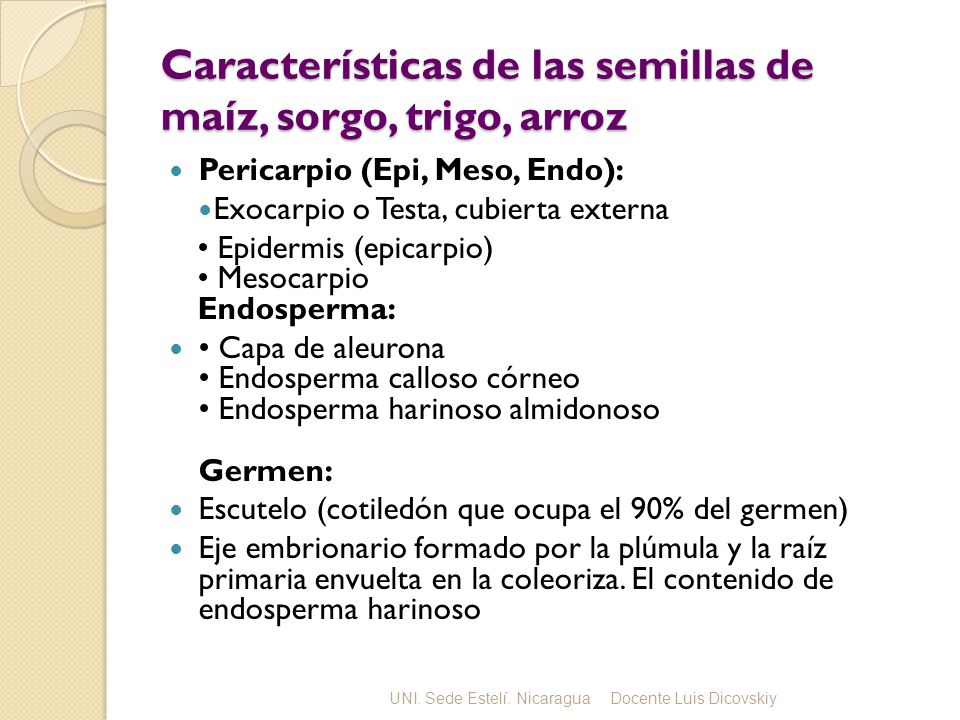 Características de las semillas de maíz, sorgo, trigo, arroz