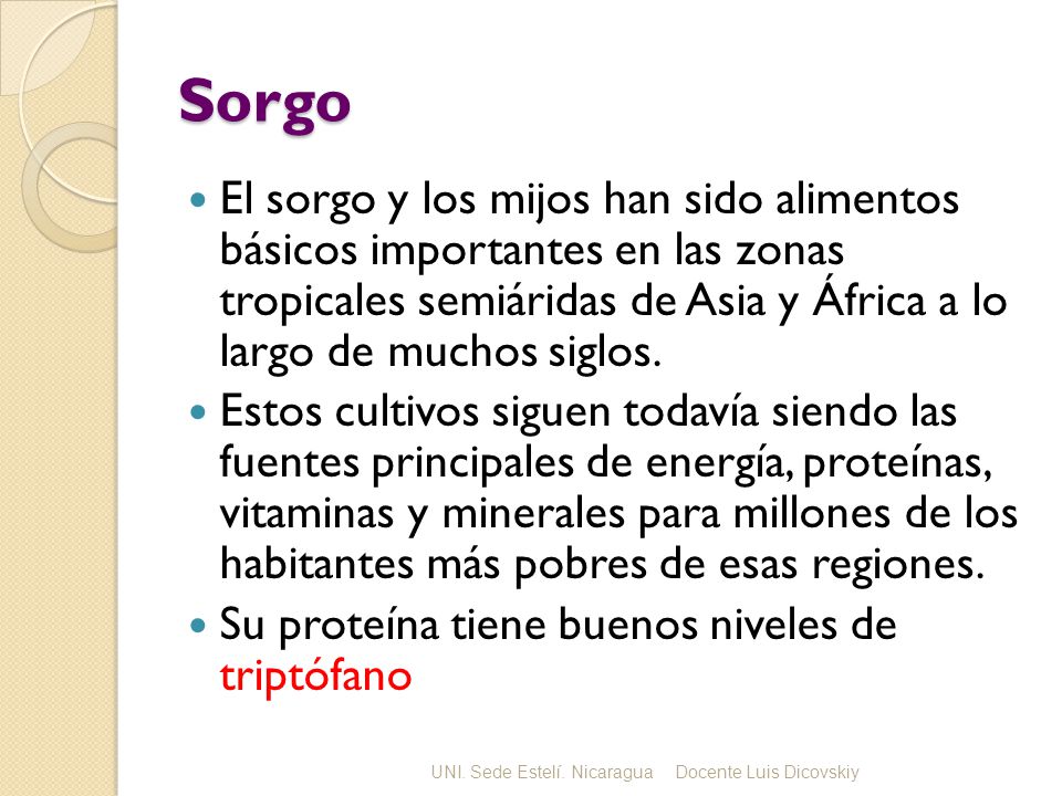 Sorgo El sorgo y los mijos han sido alimentos básicos importantes en las zonas tropicales semiáridas de Asia y África a lo largo de muchos siglos.