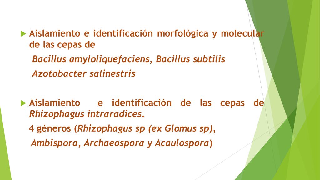 Aislamiento e identificación morfológica y molecular de las cepas de