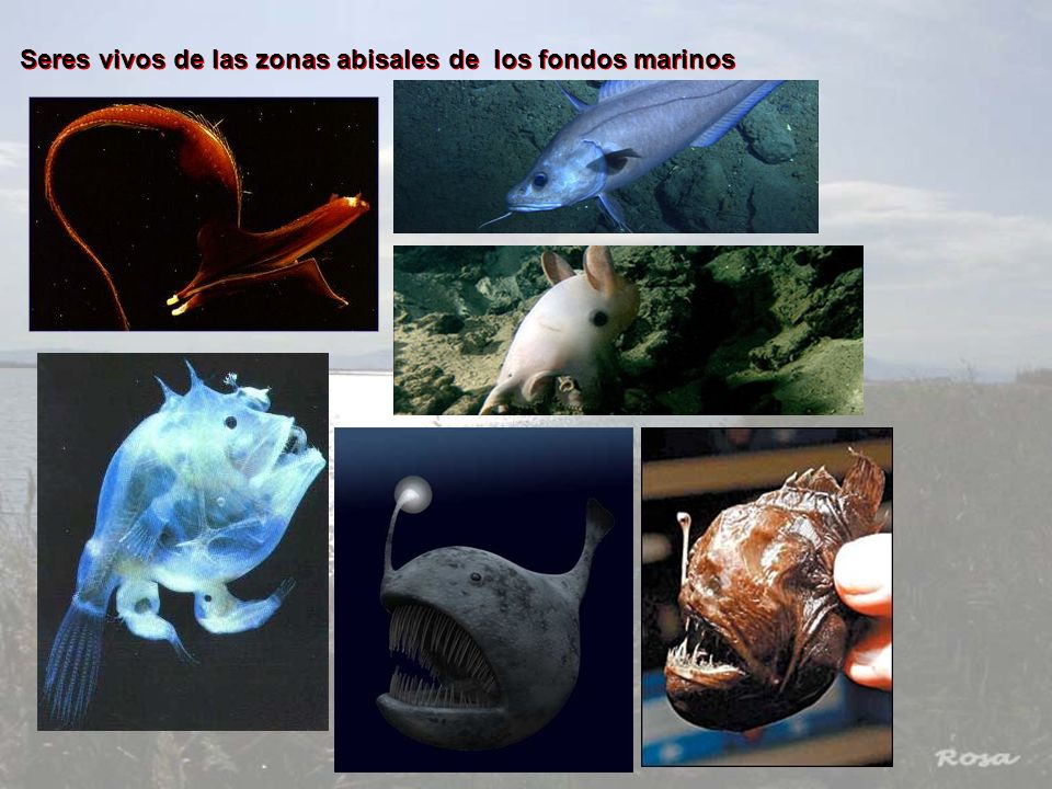 Seres vivos de las zonas abisales de los fondos marinos