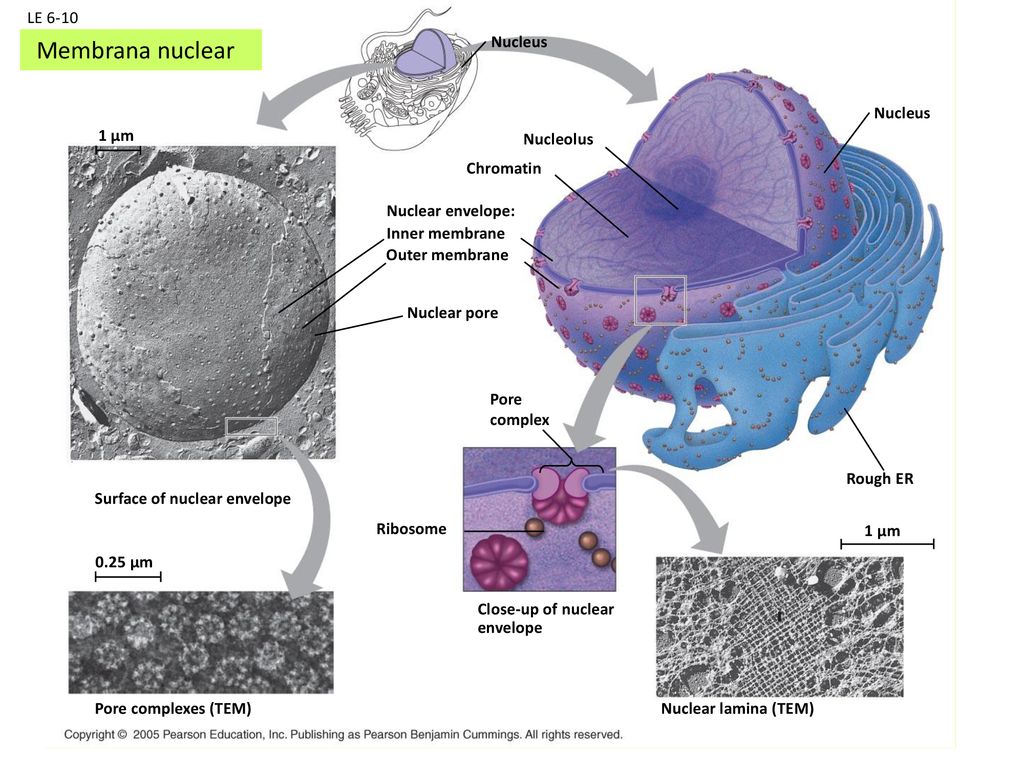Membrana nuclear LE 6-10 Nucleus Nucleus 1 µm Nucleolus Chromatin