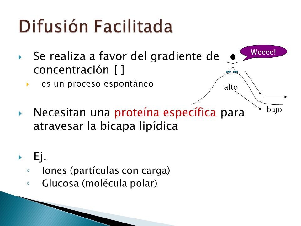 Difusión Facilitada alto. bajo. Weeee!!! Se realiza a favor del gradiente de concentración [ ] es un proceso espontáneo.