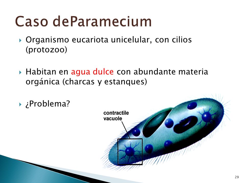 Caso deParamecium Organismo eucariota unicelular, con cilios (protozoo) Habitan en agua dulce con abundante materia orgánica (charcas y estanques)