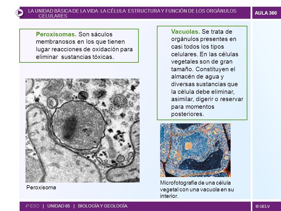 LA UNIDAD BÁSICA DE LA VIDA: LA CÉLULA: ESTRUCTURA Y FUNCIÓN DE LOS ORGÁNULOS CELULARES