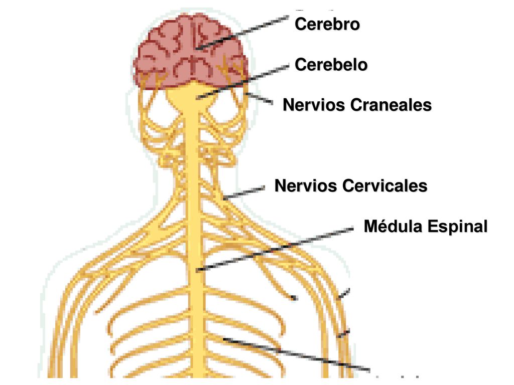 Cerebro Cerebelo Nervios Craneales Nervios Cervicales Médula Espinal Nervio Radial Nervio Mediano