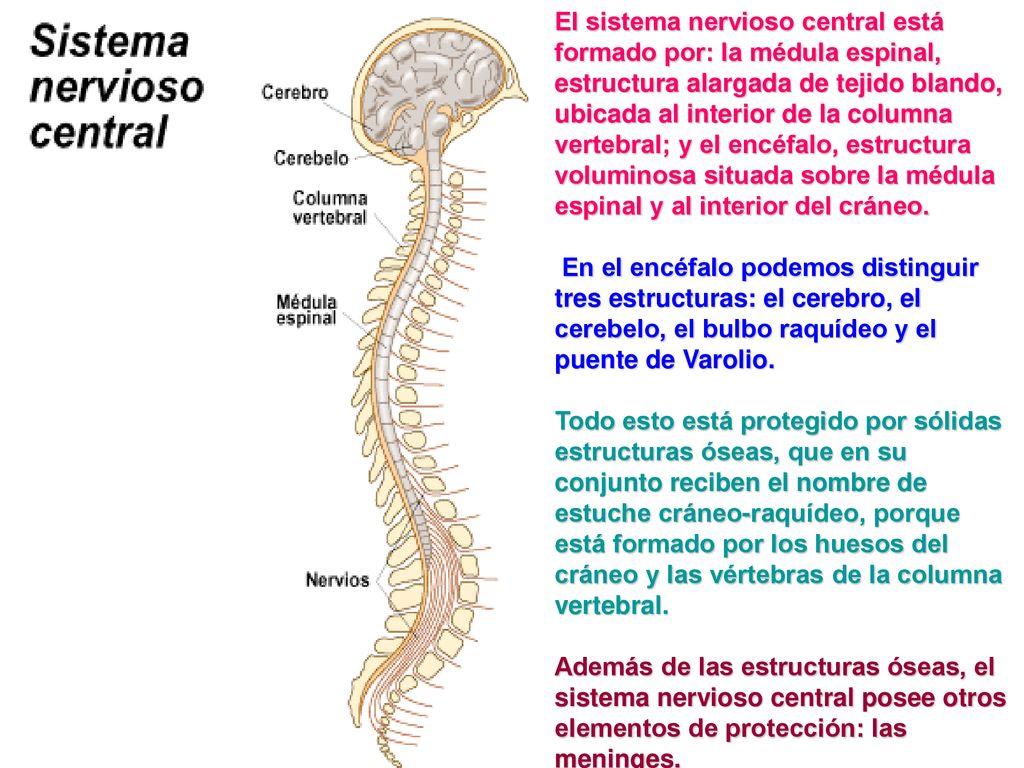 El sistema nervioso central está formado por: la médula espinal, estructura alargada de tejido blando, ubicada al interior de la columna vertebral; y el encéfalo, estructura voluminosa situada sobre la médula espinal y al interior del cráneo.