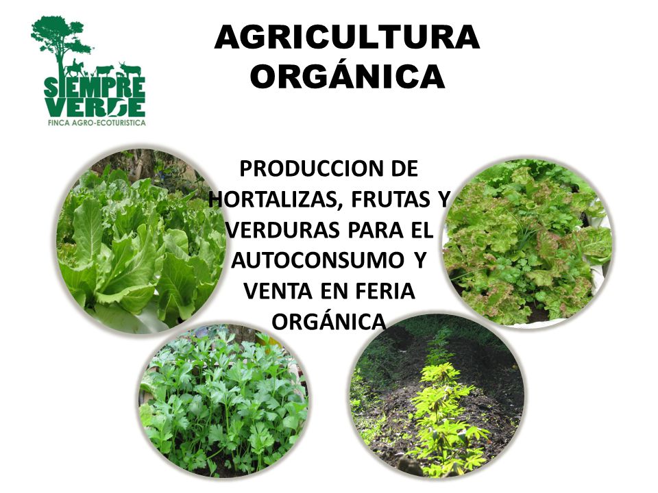 AGRICULTURA ORGÁNICA PRODUCCION DE HORTALIZAS, FRUTAS Y VERDURAS PARA EL AUTOCONSUMO Y VENTA EN FERIA ORGÁNICA.