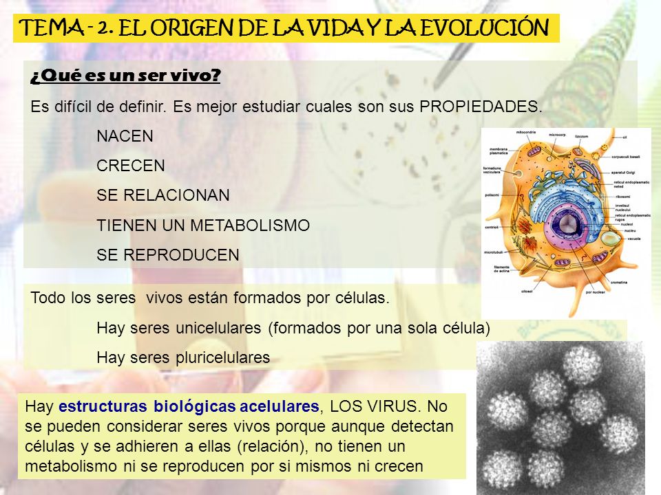 TEMA - 2. EL ORIGEN DE LA VIDA Y LA EVOLUCIÓN