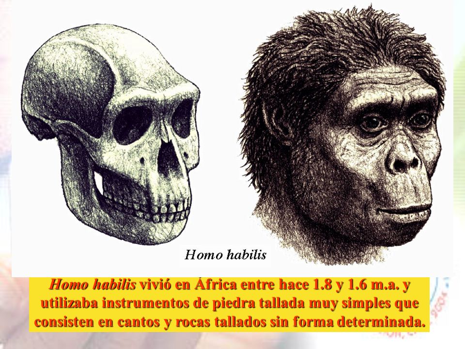 Homo habilis vivió en África entre hace 1.8 y 1.6 m.a. y