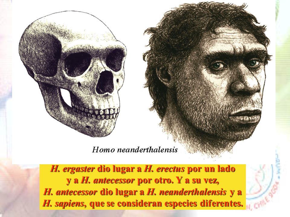 H. ergaster dio lugar a H. erectus por un lado