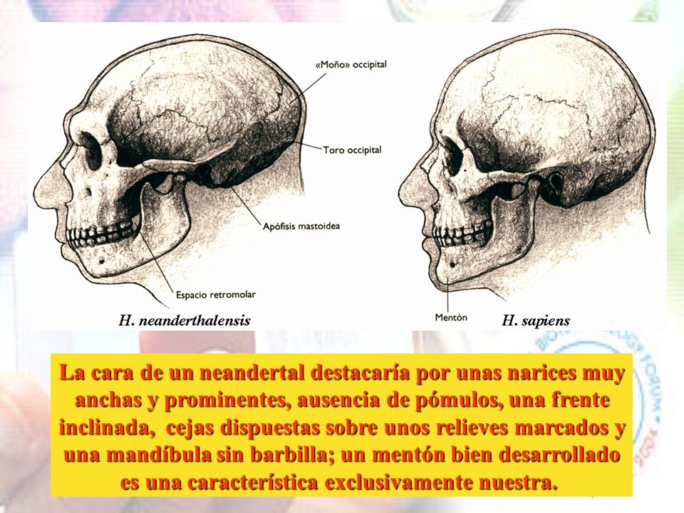 La cara de un neandertal destacaría por unas narices muy