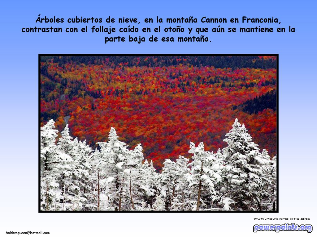 Árboles cubiertos de nieve, en la montaña Cannon en Franconia, contrastan con el follaje caído en el otoño y que aún se mantiene en la parte baja de esa montaña.