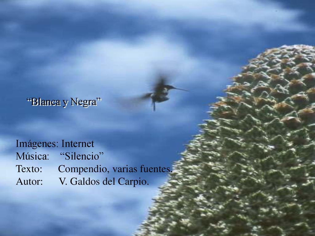 Blanca y Negra Imágenes: Internet. Música: Silencio Texto: Compendio, varias fuentes.