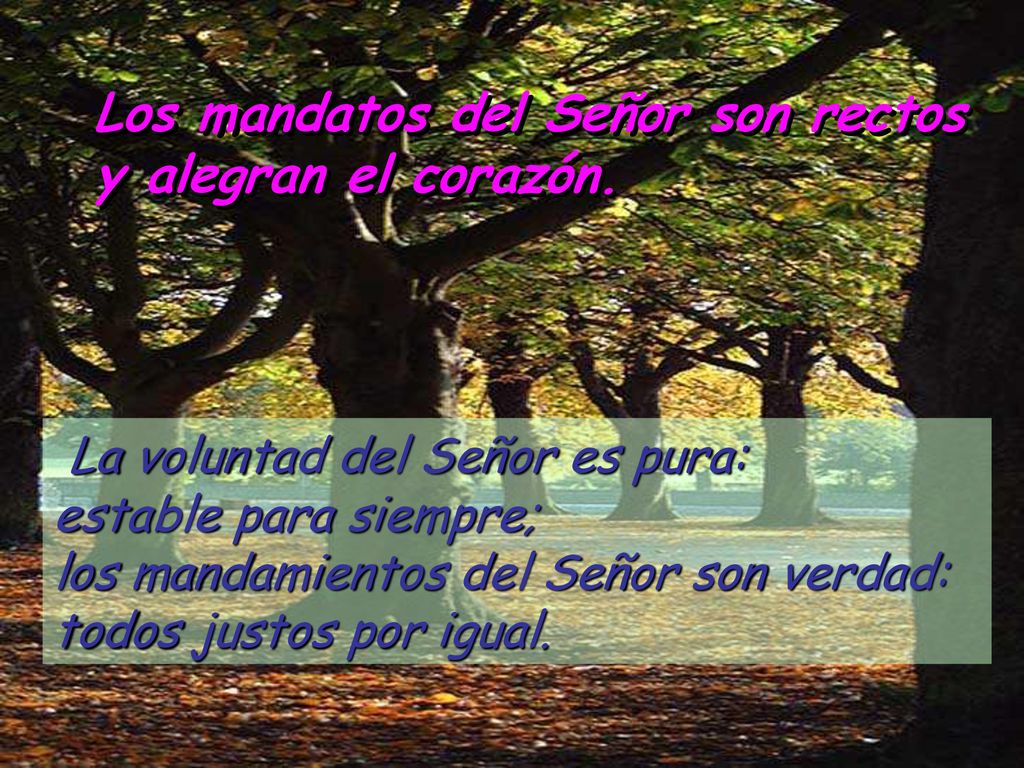 Los mandatos del Señor son rectos y alegran el corazón.