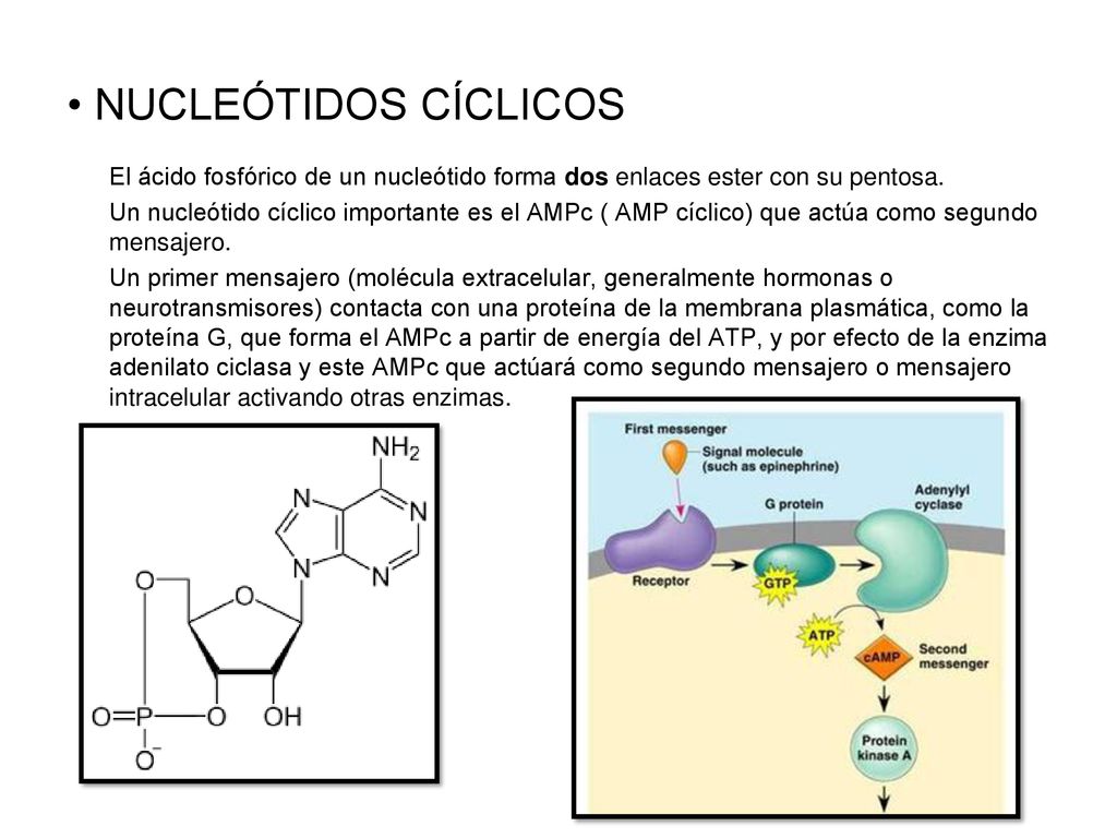 NUCLEÓTIDOS CÍCLICOS El ácido fosfórico de un nucleótido forma dos enlaces ester con su pentosa.