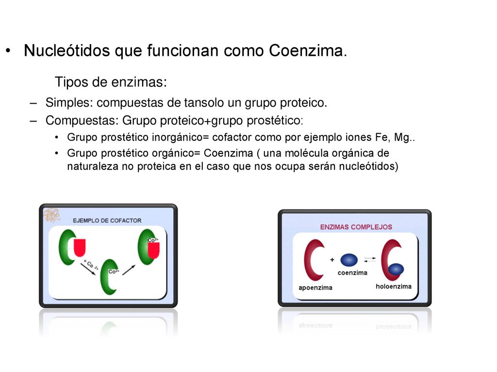 Tipos de enzimas: Nucleótidos que funcionan como Coenzima.