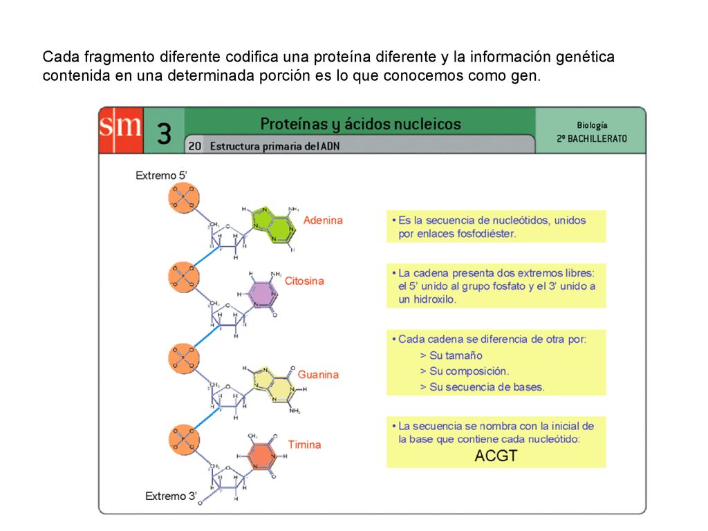 Cada fragmento diferente codifica una proteína diferente y la información genética contenida en una determinada porción es lo que conocemos como gen.