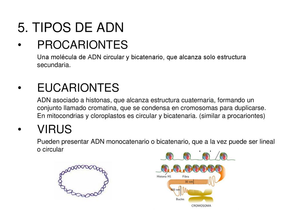 5. TIPOS DE ADN PROCARIONTES EUCARIONTES VIRUS