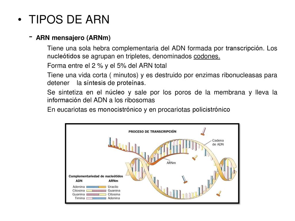 TIPOS DE ARN - ARN mensajero (ARNm)
