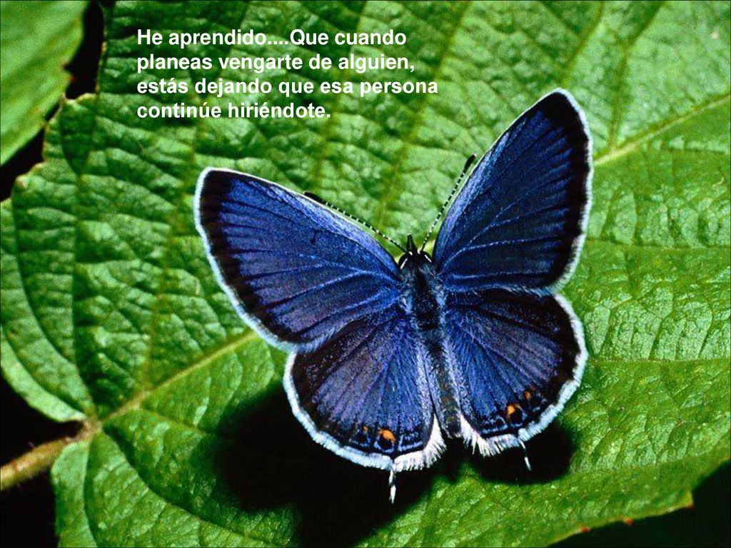 He aprendido....Que cuando planeas vengarte de alguien, estás dejando que esa persona continúe hiriéndote.
