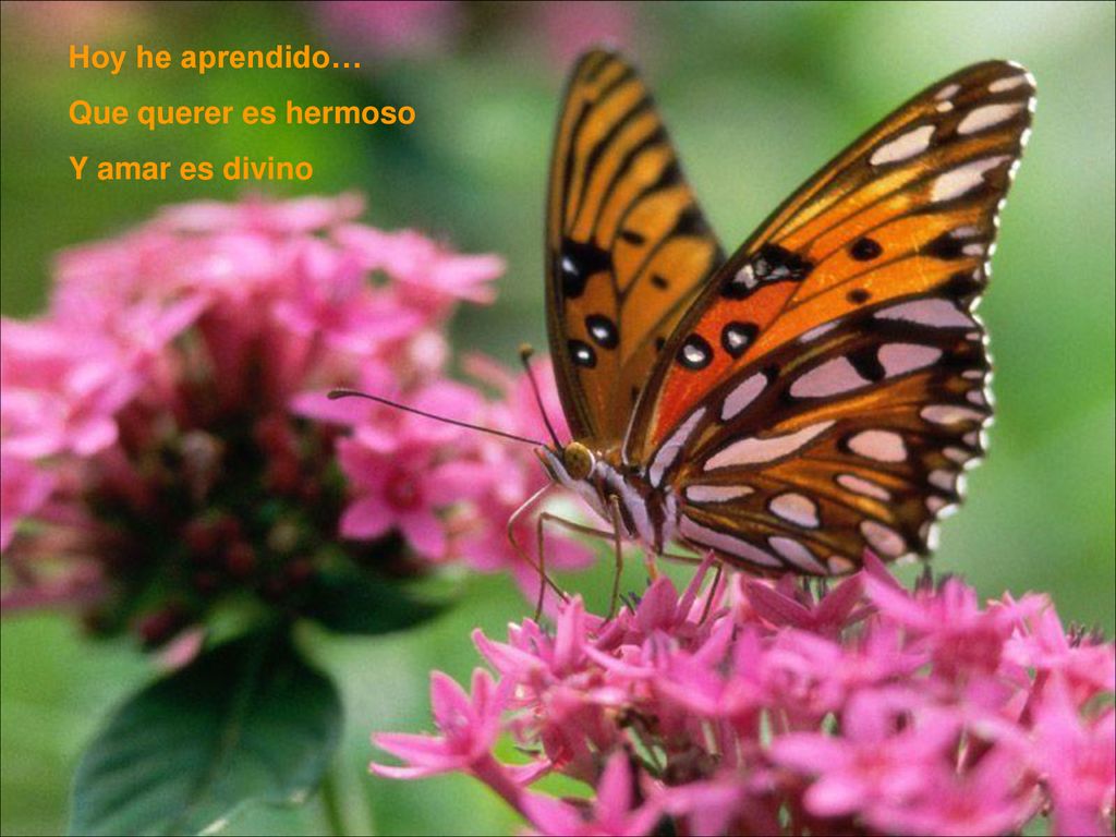 Hoy he aprendido… Que querer es hermoso Y amar es divino