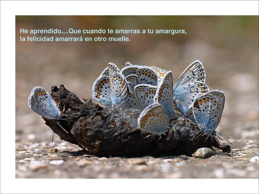 He aprendido....Que cuando te amarras a tu amargura, la felicidad amarrará en otro muelle.