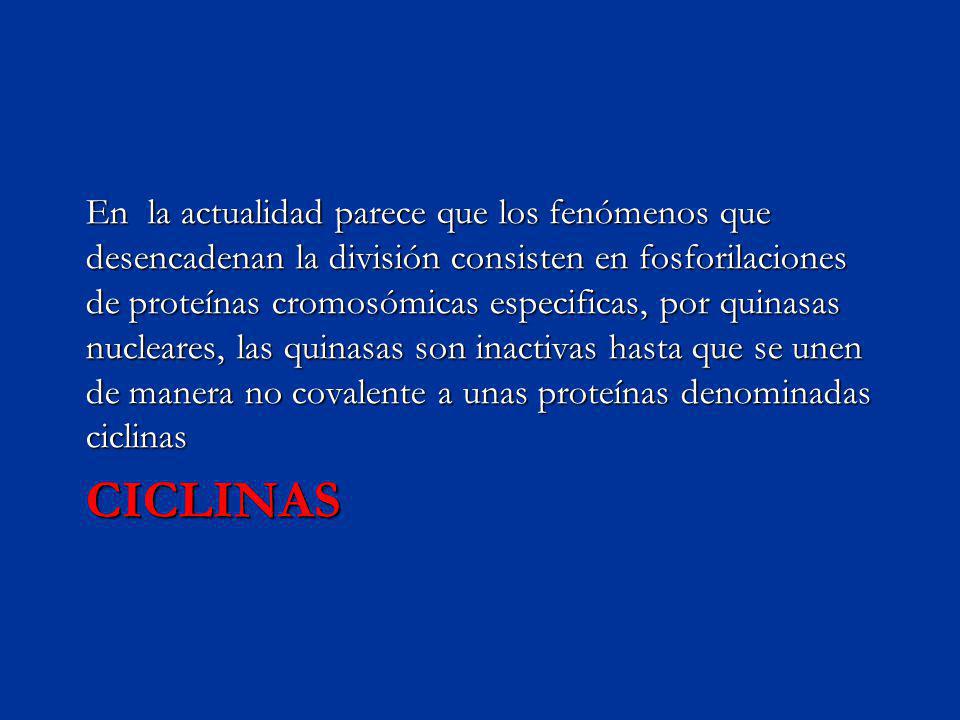 En la actualidad parece que los fenómenos que desencadenan la división consisten en fosforilaciones de proteínas cromosómicas especificas, por quinasas nucleares, las quinasas son inactivas hasta que se unen de manera no covalente a unas proteínas denominadas ciclinas
