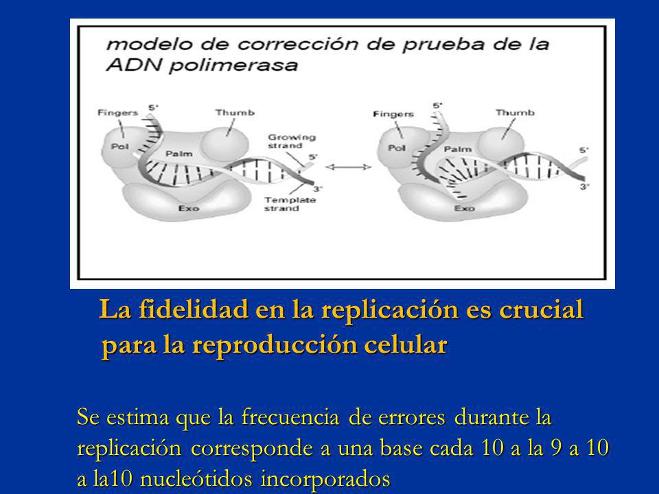 La fidelidad en la replicación es crucial para la reproducción celular