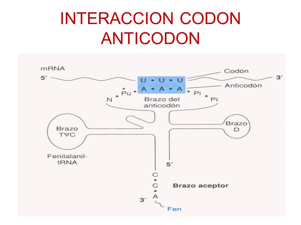 INTERACCION CODON ANTICODON