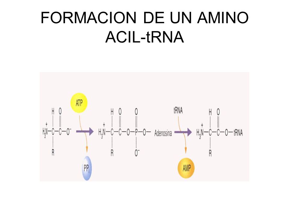 FORMACION DE UN AMINO ACIL-tRNA