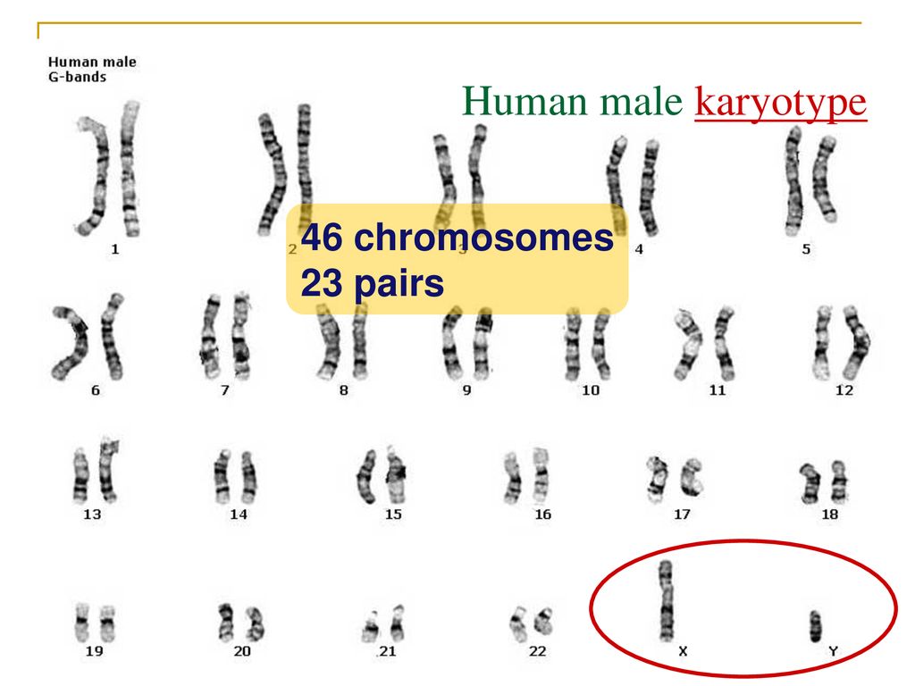 Human male karyotype 46 chromosomes 23 pairs