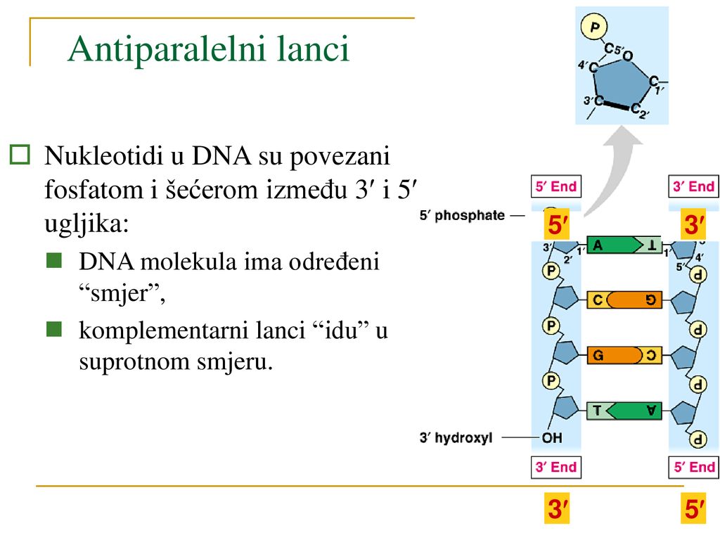 Antiparalelni lanci Nukleotidi u DNA su povezani fosfatom i šećerom između 3 i 5 ugljika: DNA molekula ima određeni smjer ,