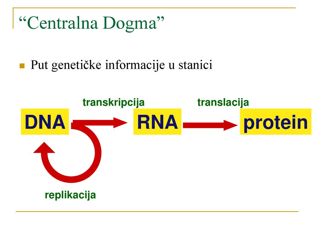 DNA RNA protein Centralna Dogma Put genetičke informacije u stanici