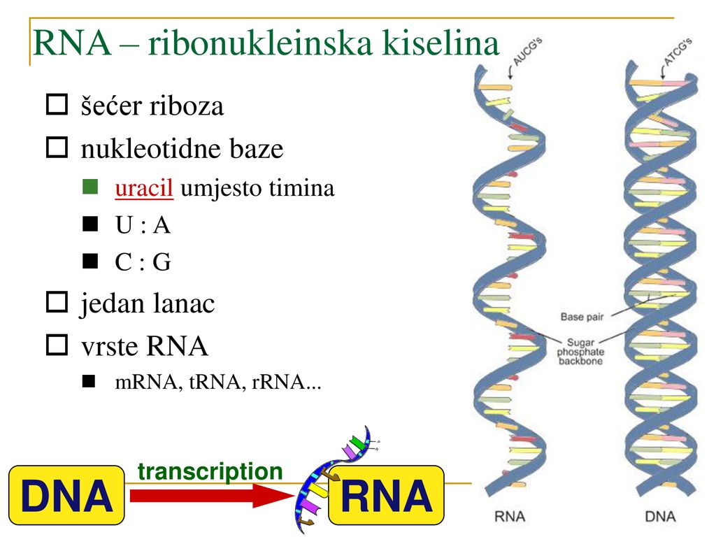 DNA RNA RNA – ribonukleinska kiselina šećer riboza nukleotidne baze