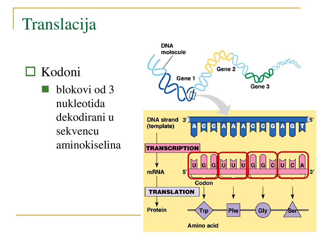 Translacija Kodoni blokovi od 3 nukleotida dekodirani u sekvencu aminokiselina