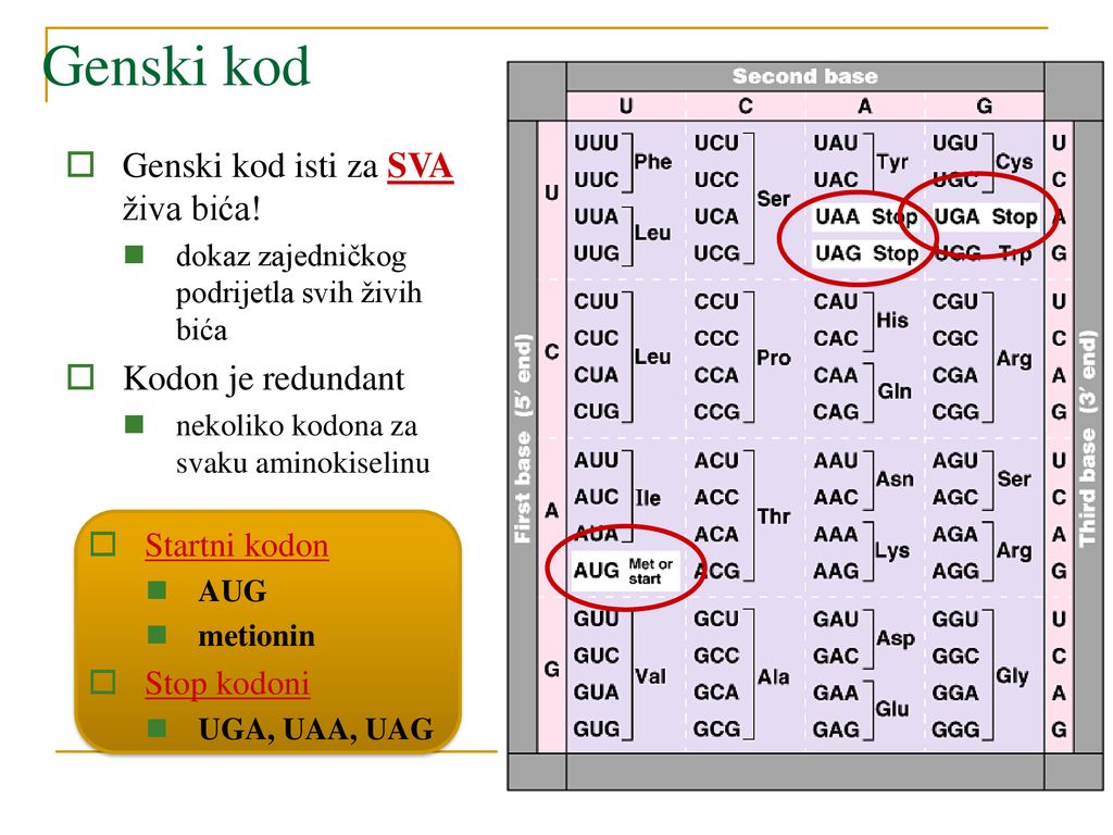 Genski kod Genski kod isti za SVA živa bića! Kodon je redundant