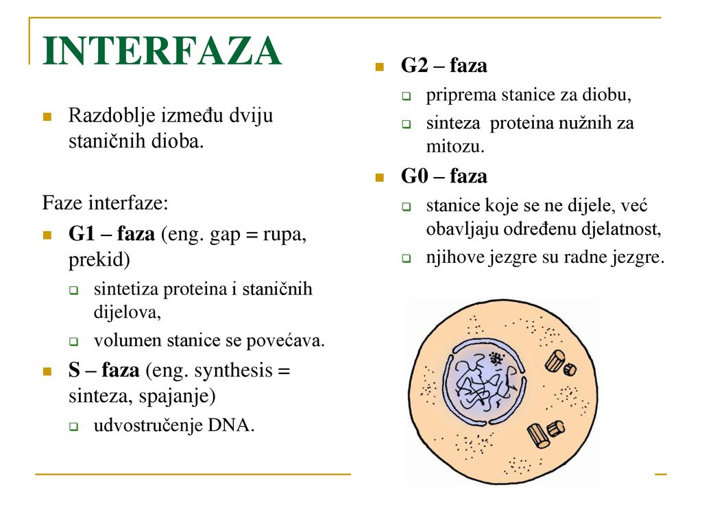INTERFAZA G2 – faza Razdoblje između dviju staničnih dioba. G0 – faza