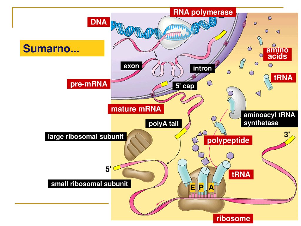 Sumarno... RNA polymerase DNA amino acids tRNA pre-mRNA mature mRNA 3