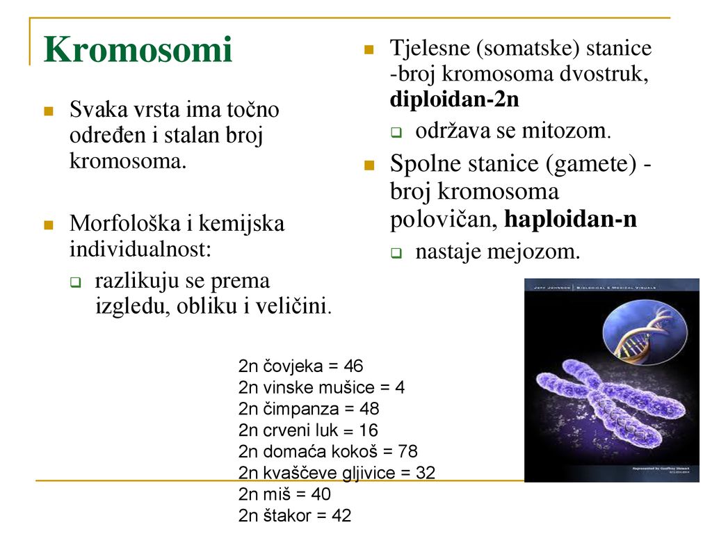 Kromosomi Tjelesne (somatske) stanice -broj kromosoma dvostruk, diploidan-2n. održava se mitozom.