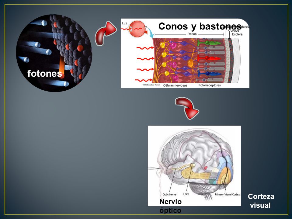 Conos y bastones fotones Corteza visual Nervio óptico